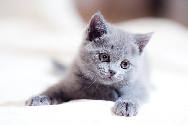 Gray Kitten Lying Down — Calm, Photograph, Whiskers
