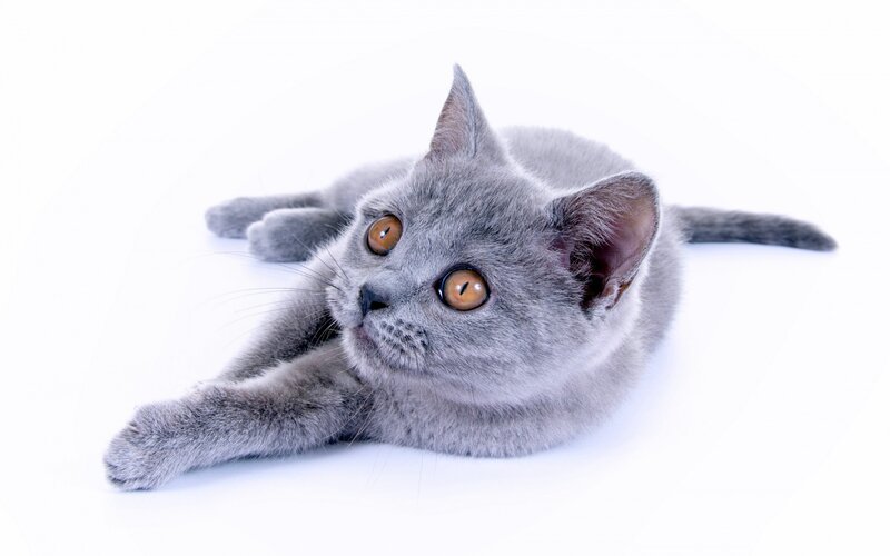 Gray Kitten Lying Down — Calm, Photograph, White Background