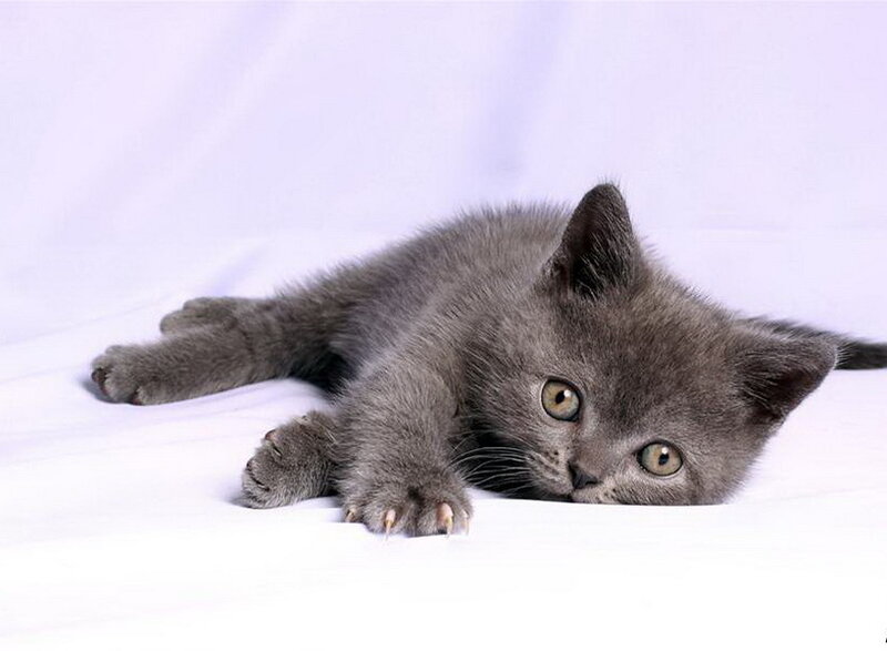 Gray Kitten Lying Down — Calm, Photograph, White Surface
