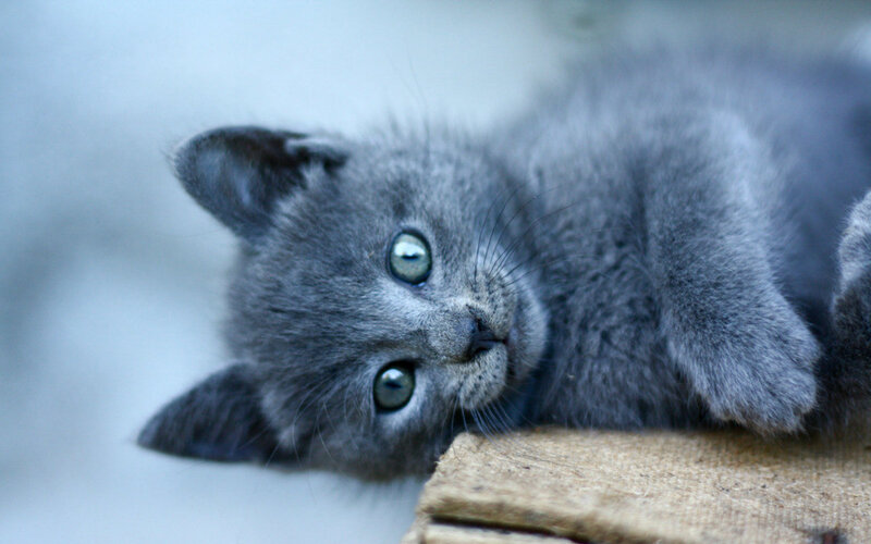 Gray Kitten Lying Down — Calm, Photograph, Wooden Surface