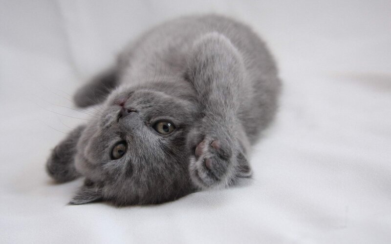 Gray Kitten Lying Down — Photograph