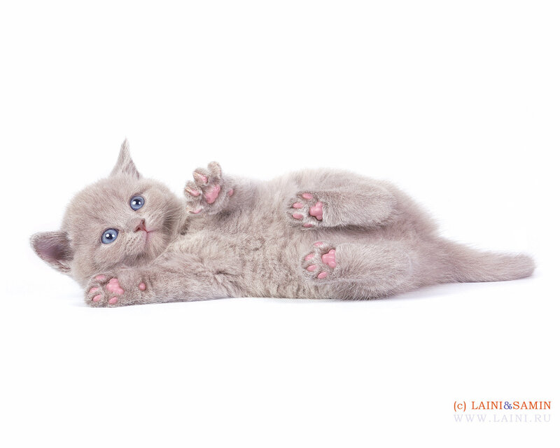 Gray Kitten Lying Down — Playful