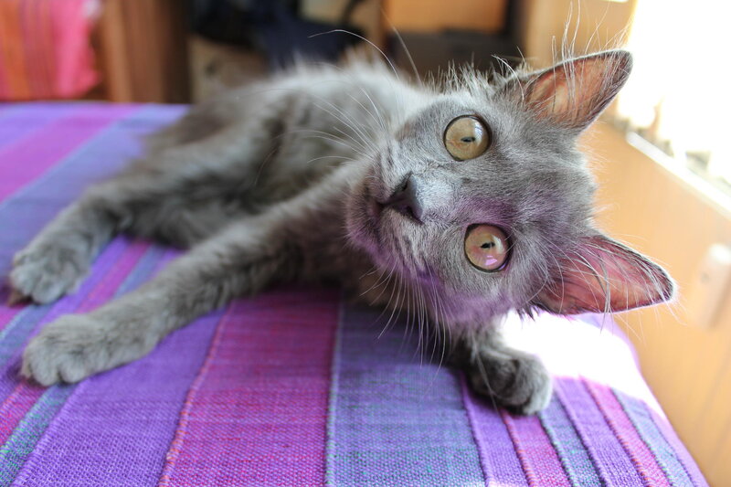 Gray Kitten Lying Down — Purple, Calm