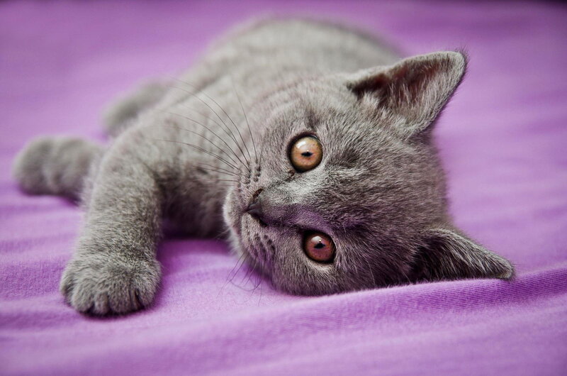 Gray Kitten Lying Down — Purple