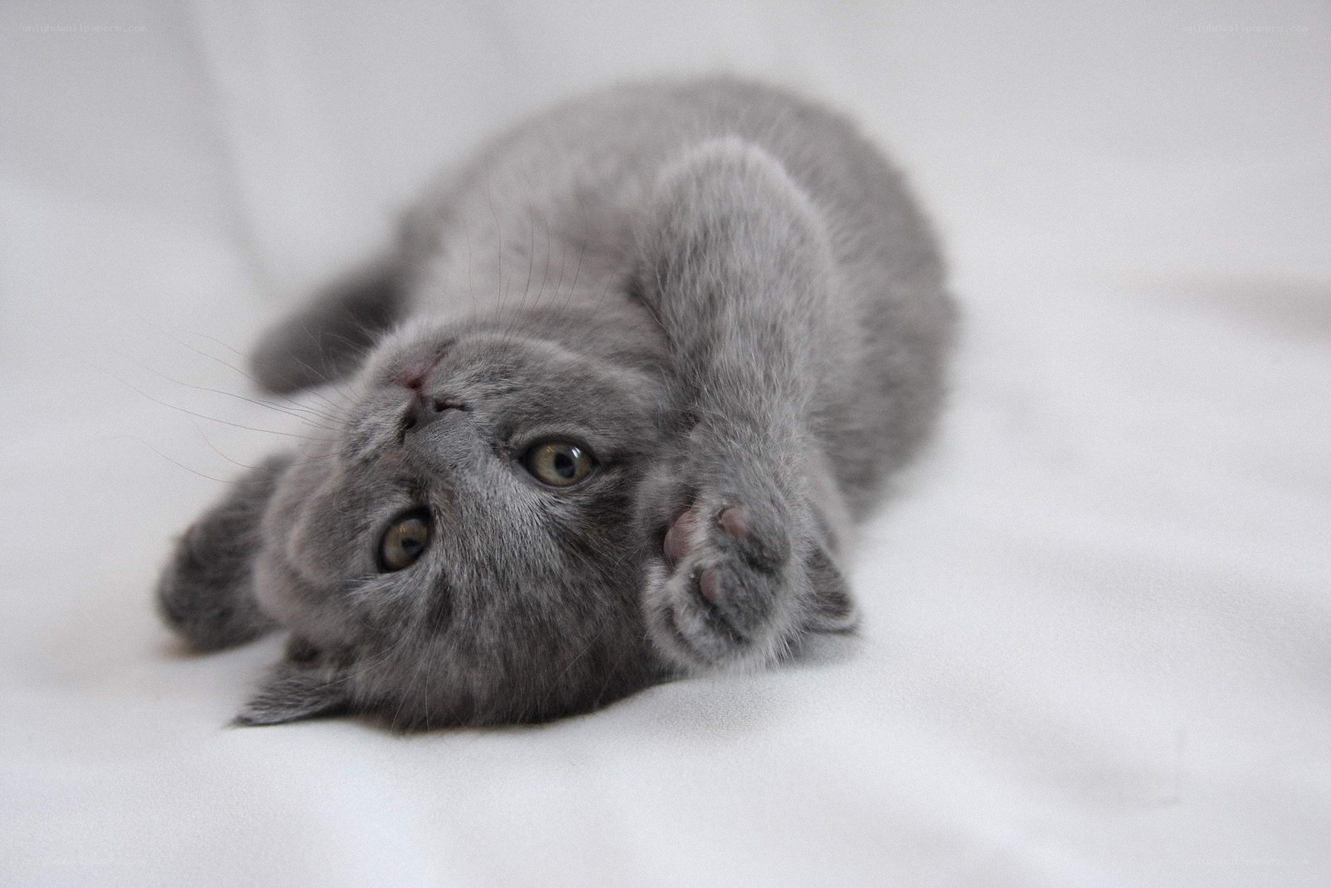 gray kitten lying on back