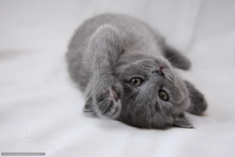 gray kitten lying on back