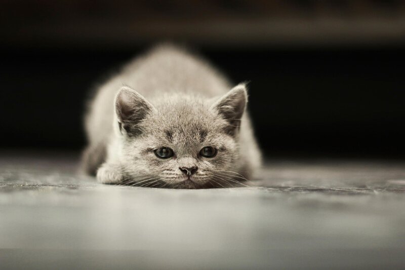 gray kitten lying on floor