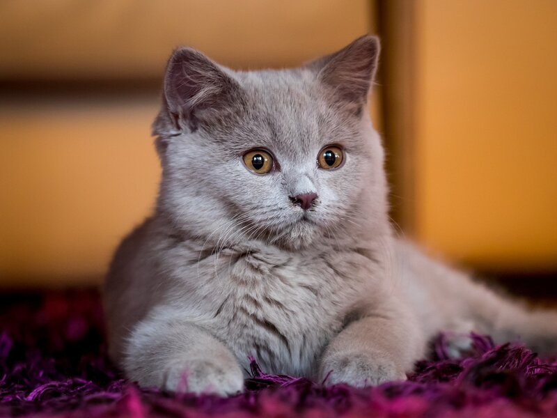 Gray Kitten Lying