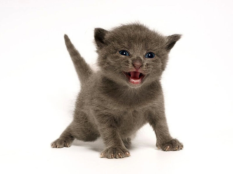 gray kitten meowing