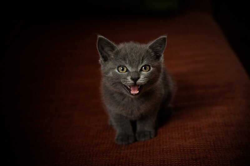 Gray Kitten Meowing — Dramatic