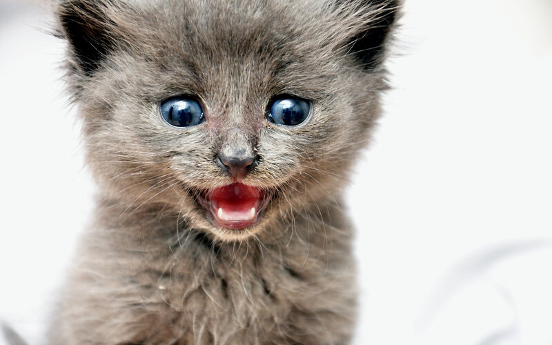 Gray Kitten Meowing — Neutral