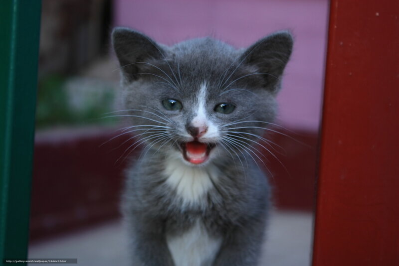 gray kitten meowing