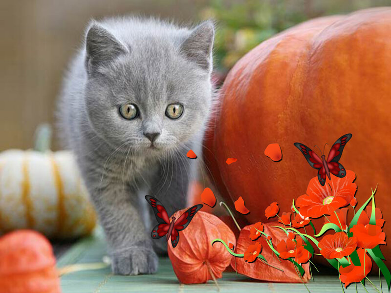 Gray Kitten Near Pumpkins