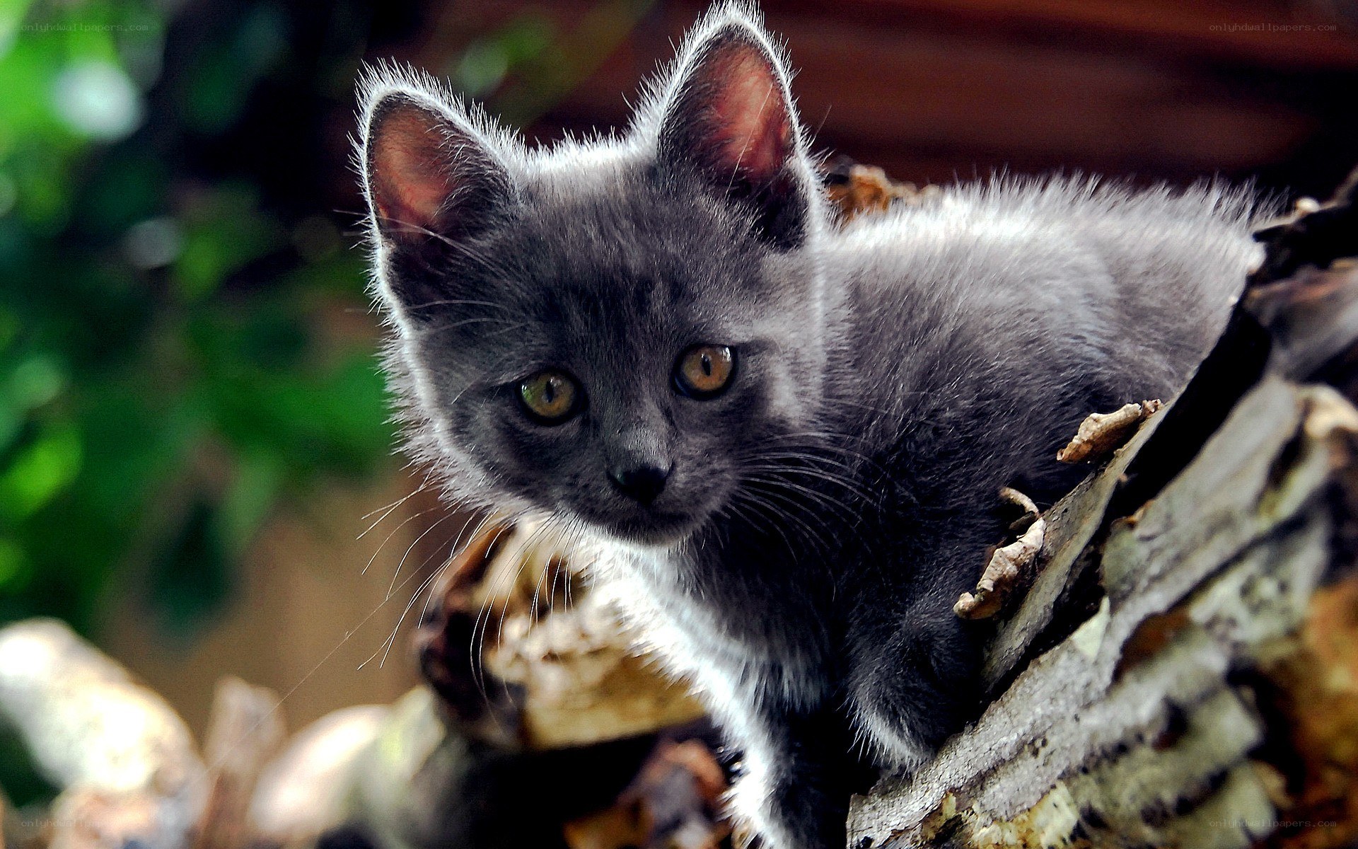 gray kitten on a log