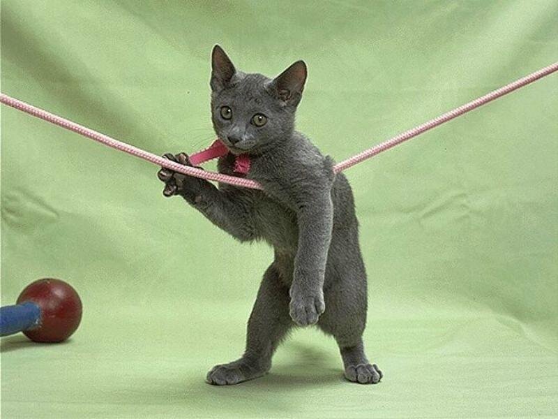 gray kitten on a rope