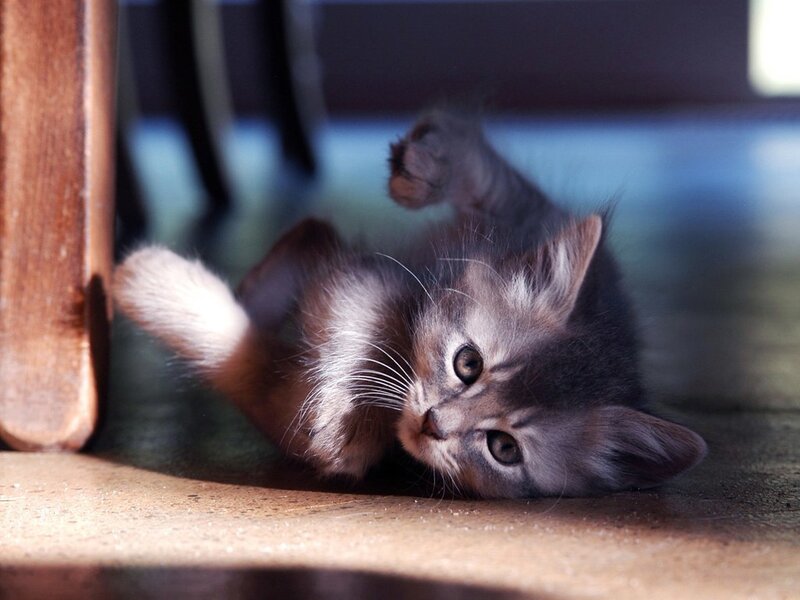Gray Kitten on Back