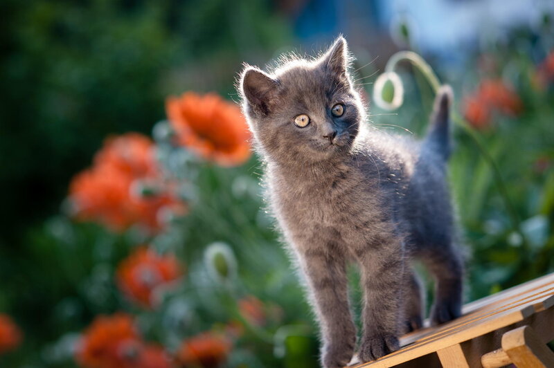 Gray Kitten on Bench
