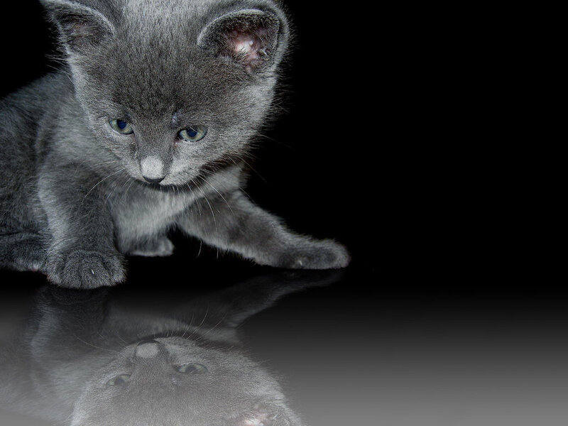 Gray Kitten on Black Surface — Dramatic, Photograph, Reflection