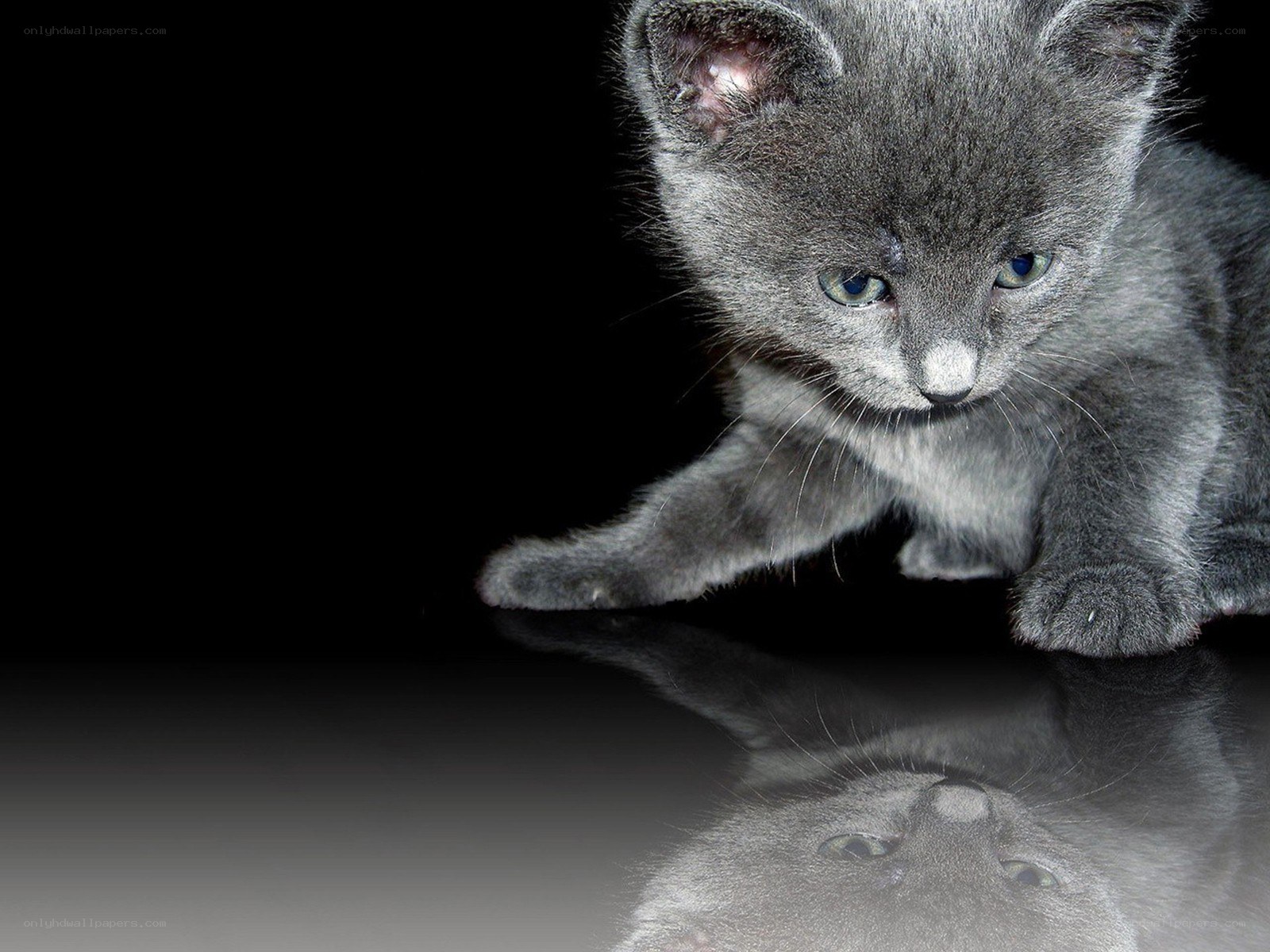 gray kitten on black surface