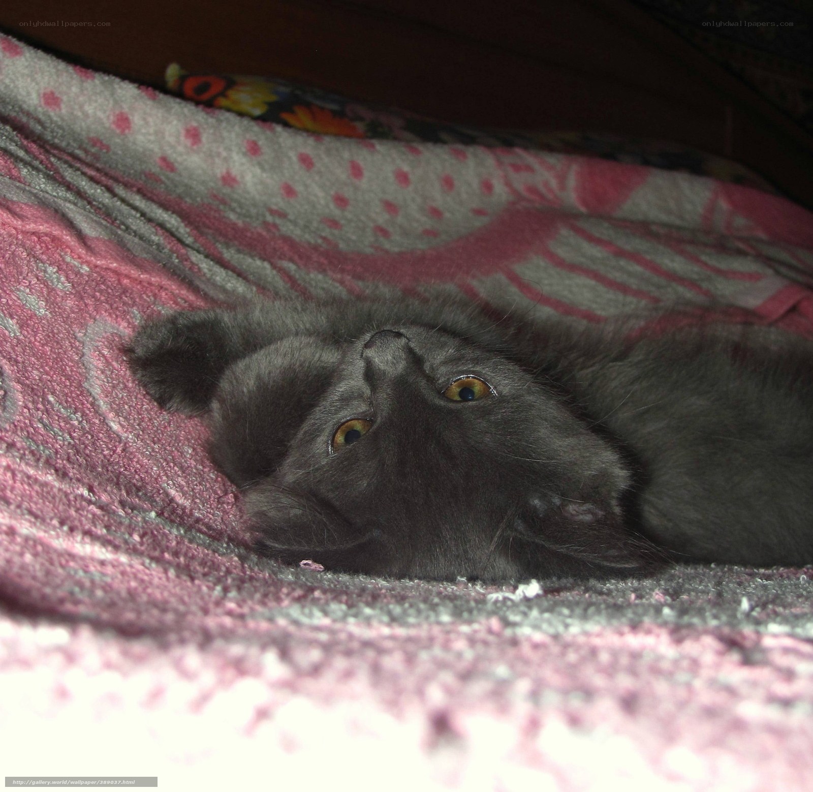 gray kitten on blanket