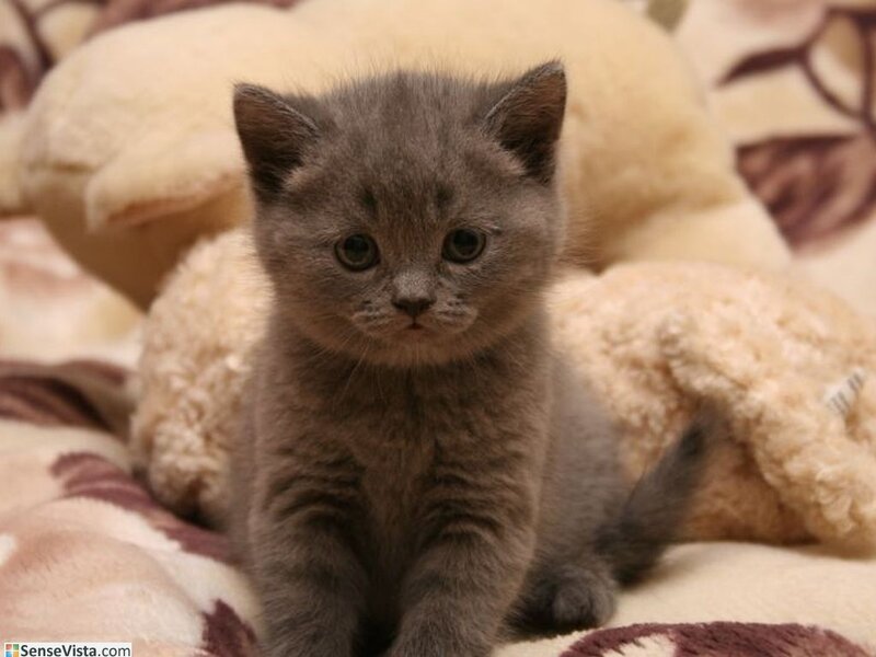 gray kitten on blanket