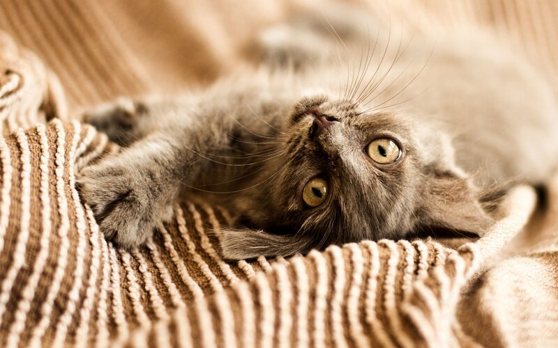 Gray Kitten on Blanket — Brown
