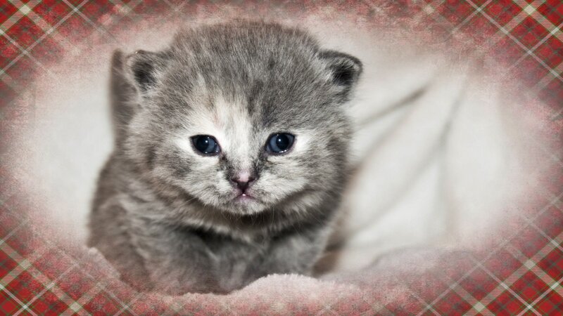 Gray Kitten on Blanket — Calm, Photograph, Plaid Pattern