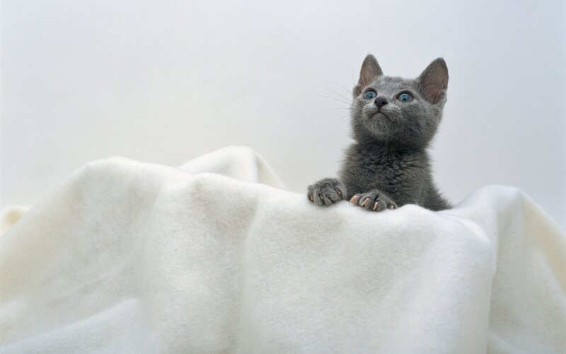 Gray Kitten on Blanket — Calm, Photograph