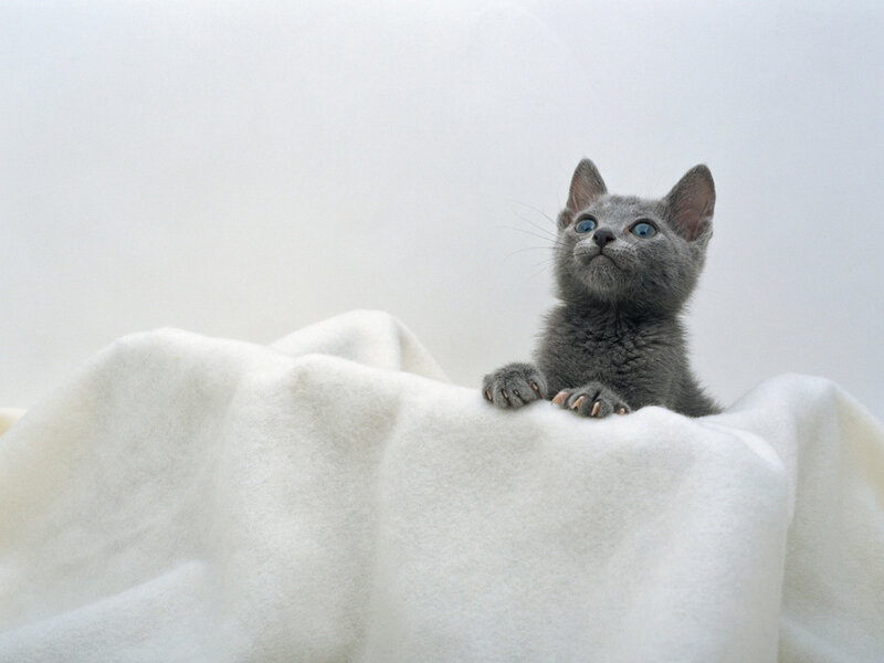 Gray Kitten on Blanket — Calm