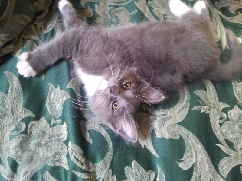 Gray Kitten on Blanket — Green