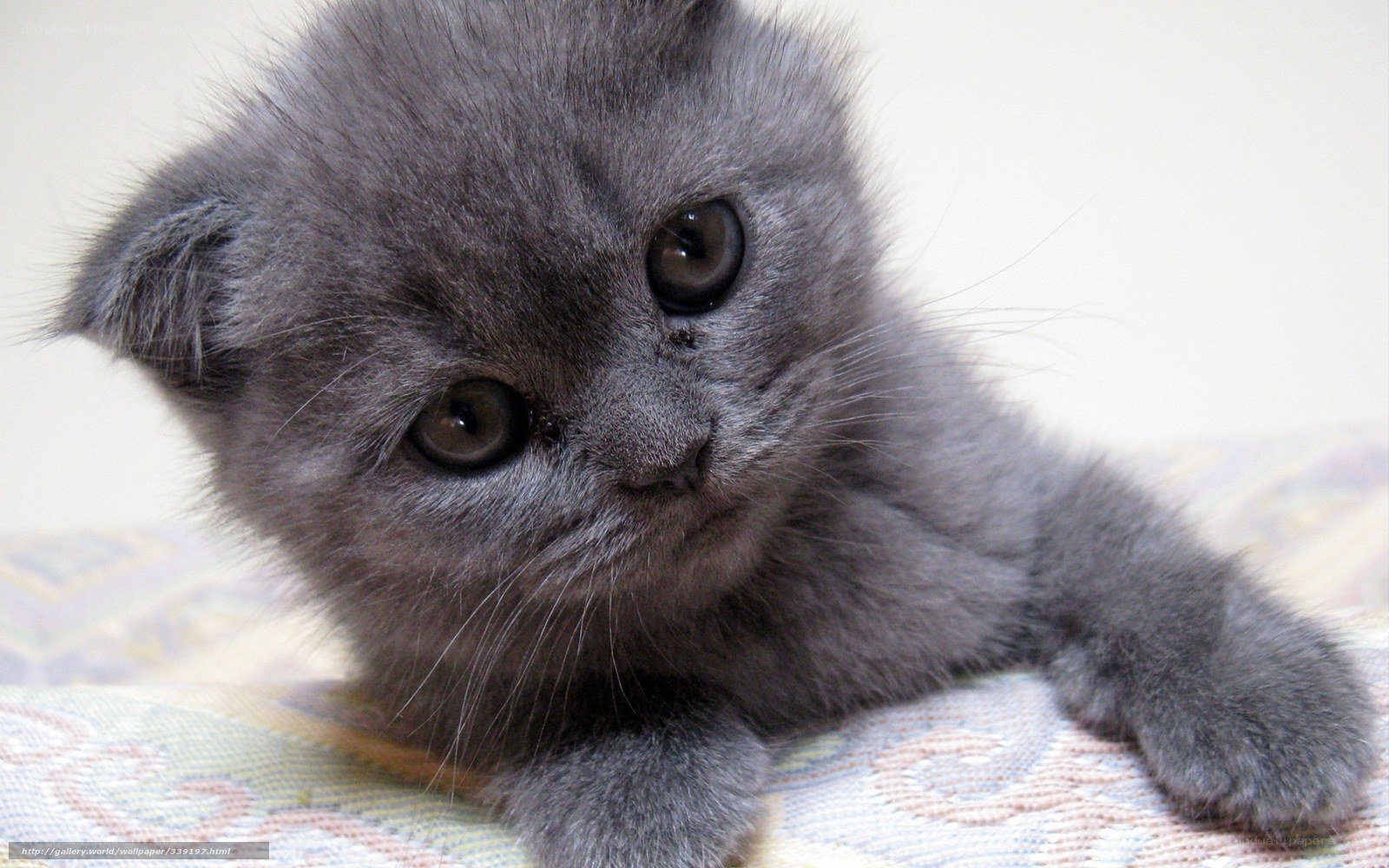 gray kitten on blanket