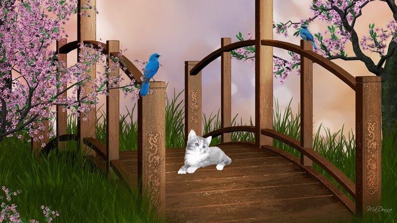Gray Kitten on Bridge