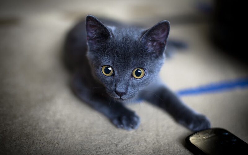 Gray Kitten on Carpet