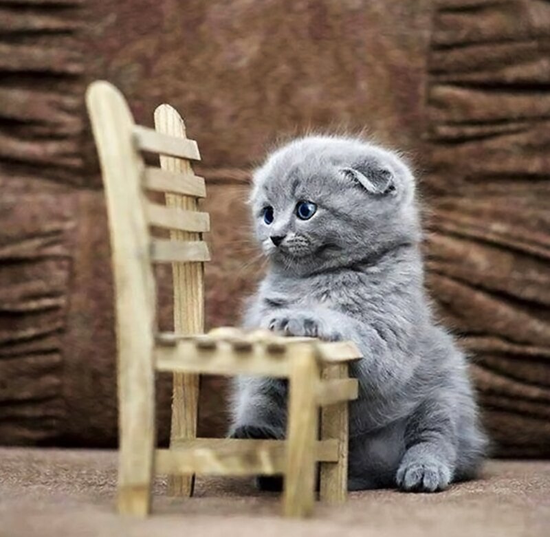 Gray Kitten on Chair — Calm