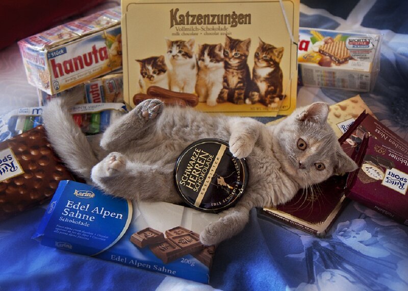 Gray Kitten on Chocolate