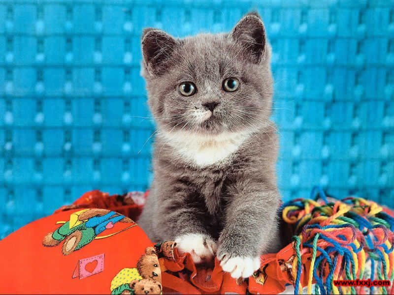 gray kitten on colorful toys