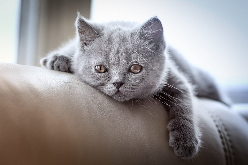 Gray Kitten on Couch — Calm, Morning, Photograph
