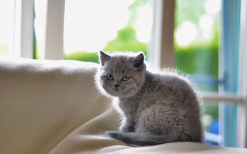 Gray Kitten on Couch — Calm, Morning, Photograph, Window