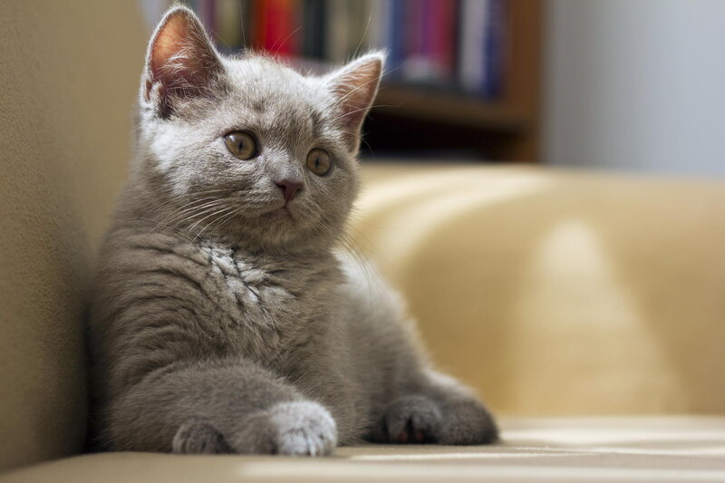 Gray Kitten on Couch — Calm, Photograph