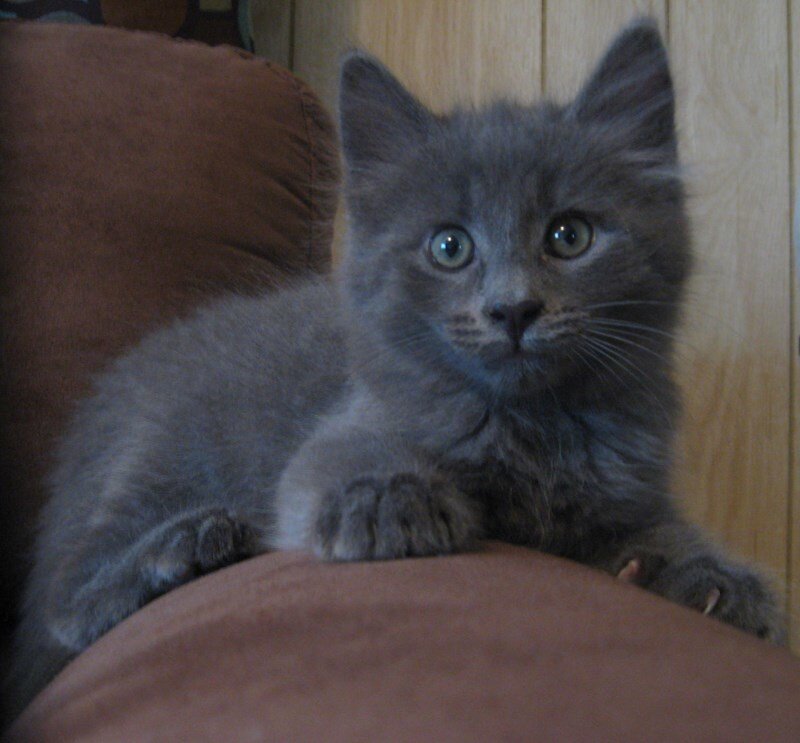 Gray Kitten on Couch — Calm