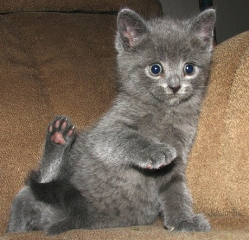 Gray Kitten on Couch — Innocent