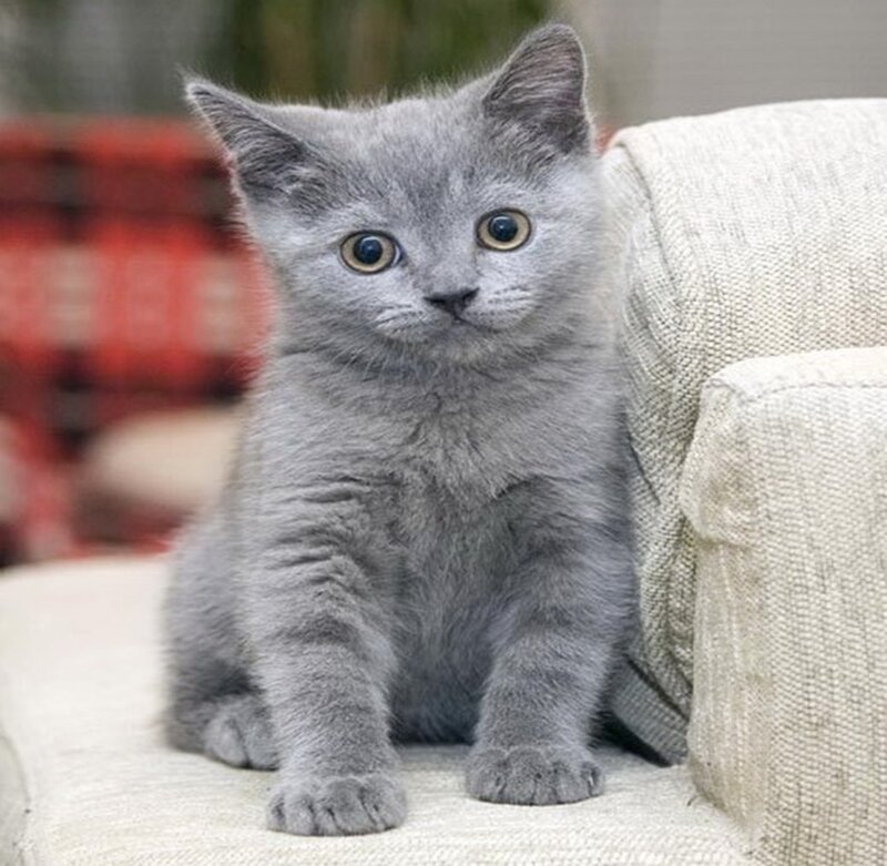 gray kitten on couch