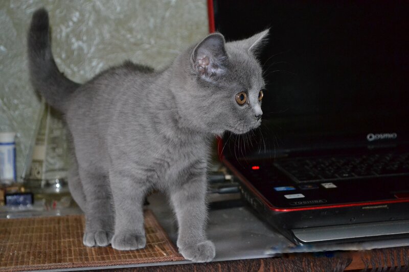 gray kitten on desk