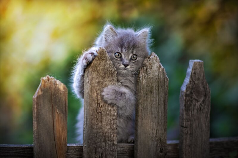 Gray Kitten on Fence