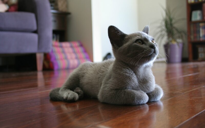 Gray Kitten on Floor — Calm, Afternoon, Photograph, Couch