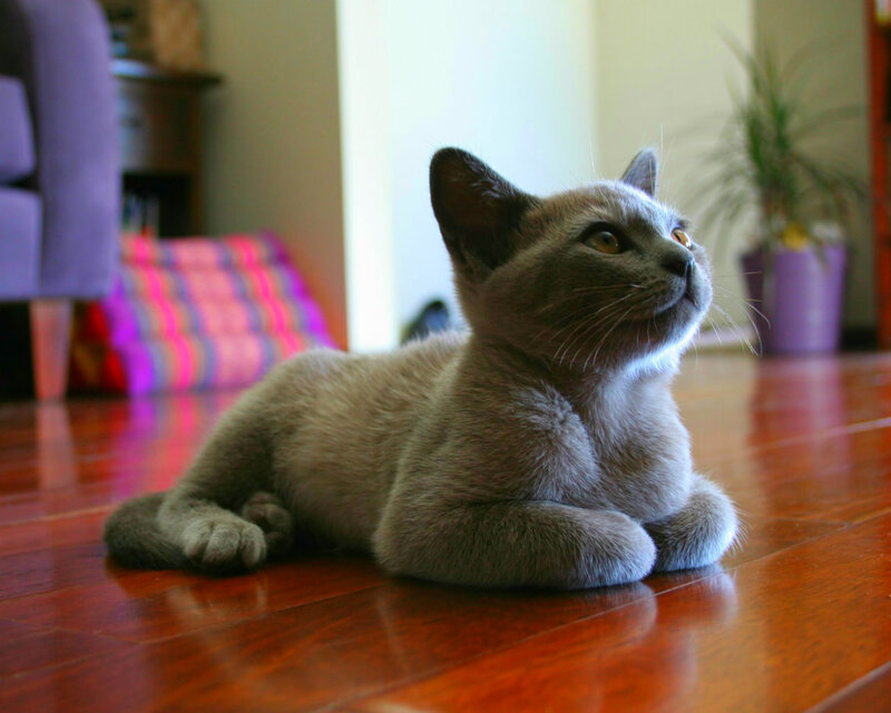 Gray Kitten on Floor — Calm, Afternoon, Photograph