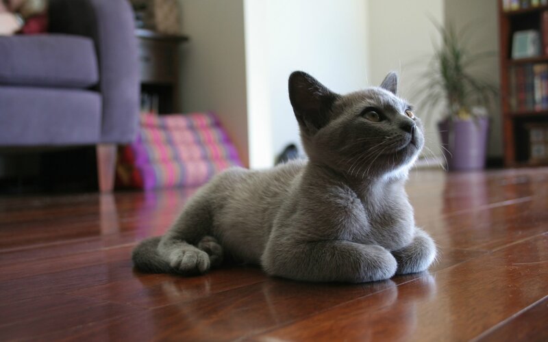 Gray Kitten on Floor — Calm, Afternoon