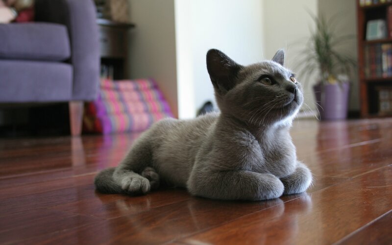 Gray Kitten on Floor — Calm, Photograph, Couch