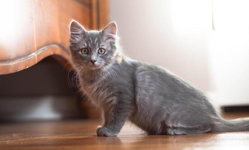 Gray Kitten on Floor — Calm, Photograph