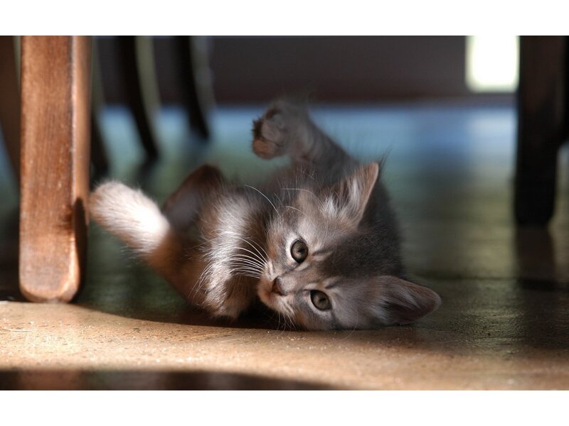 Gray Kitten on Floor